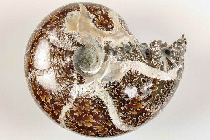 Polished Agatized Ammonite (Phylloceras?) Fossil - Madagascar #200494